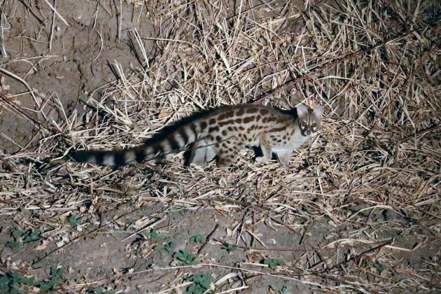 Small-Spottedgenet