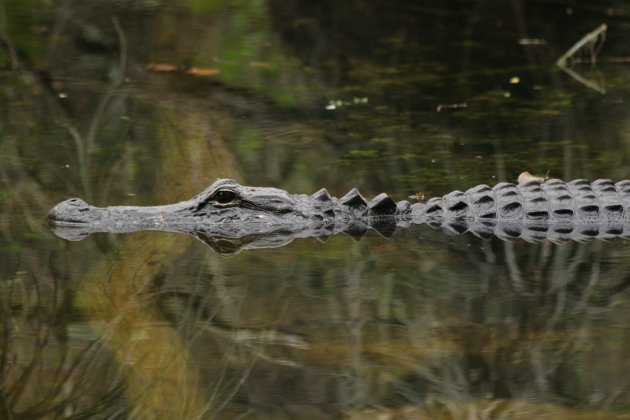 Alligator in Florida