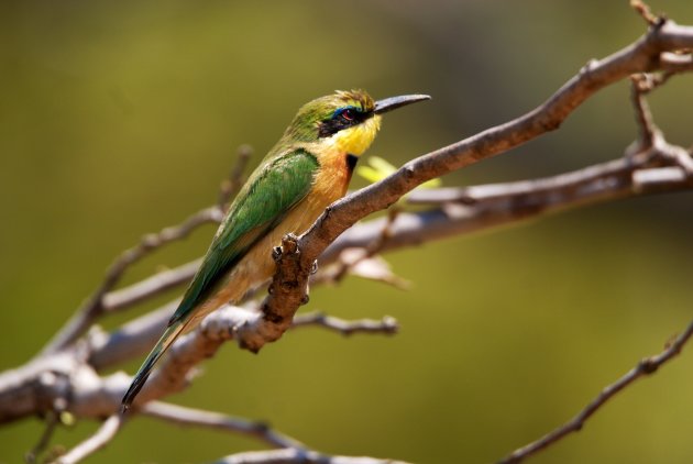 Little bee-eater