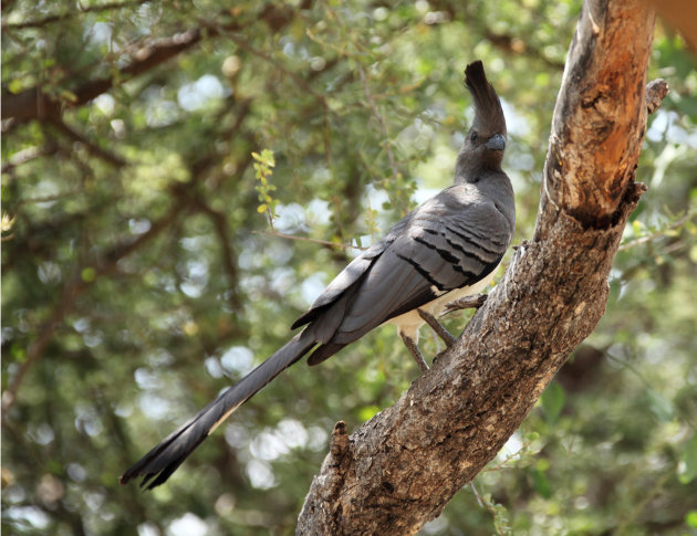 Grey go-away-bird