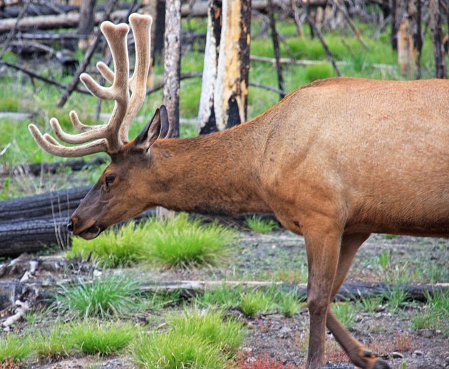 Elk