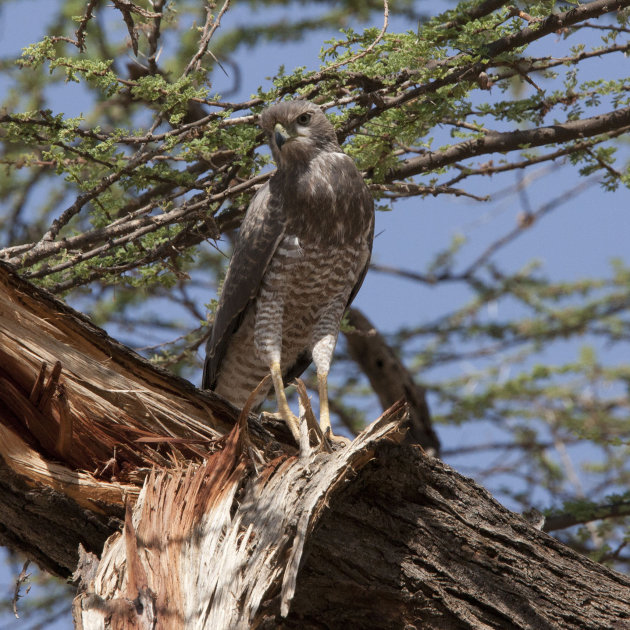 Easterh chanting goshawk