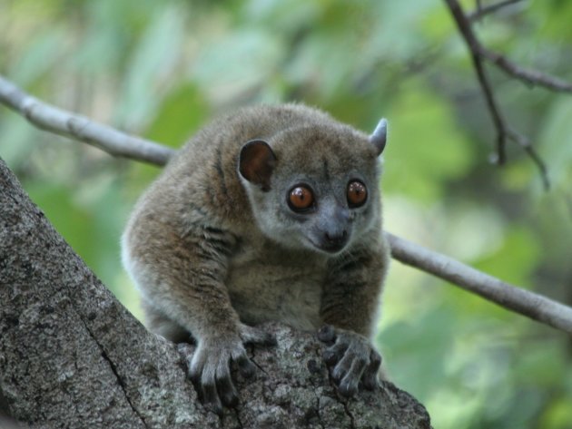 Sportive Lemur