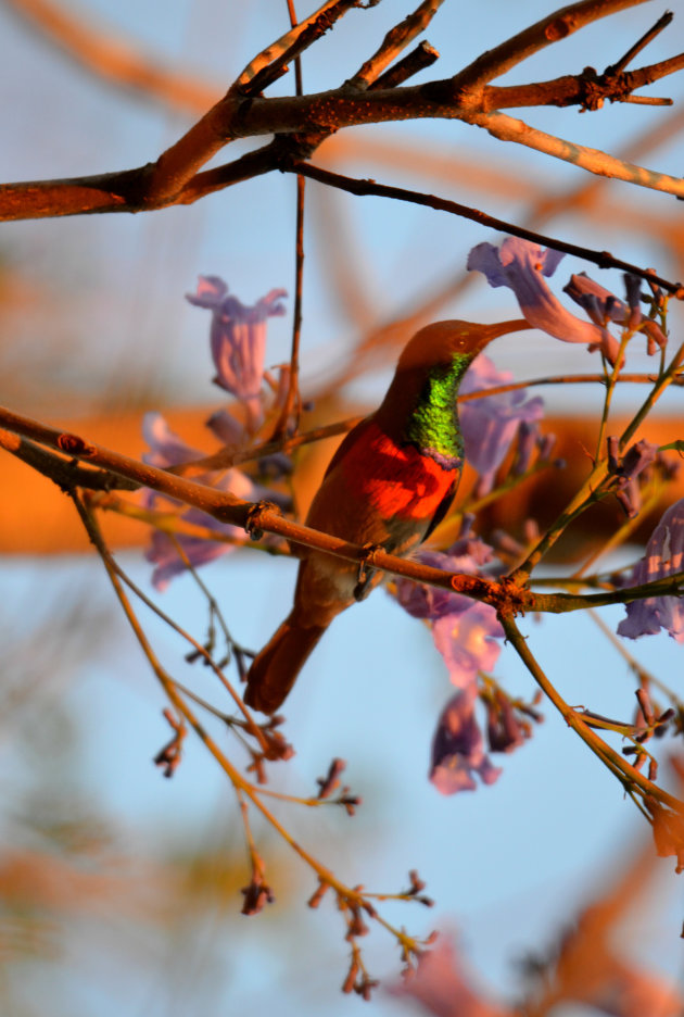 Sunbird