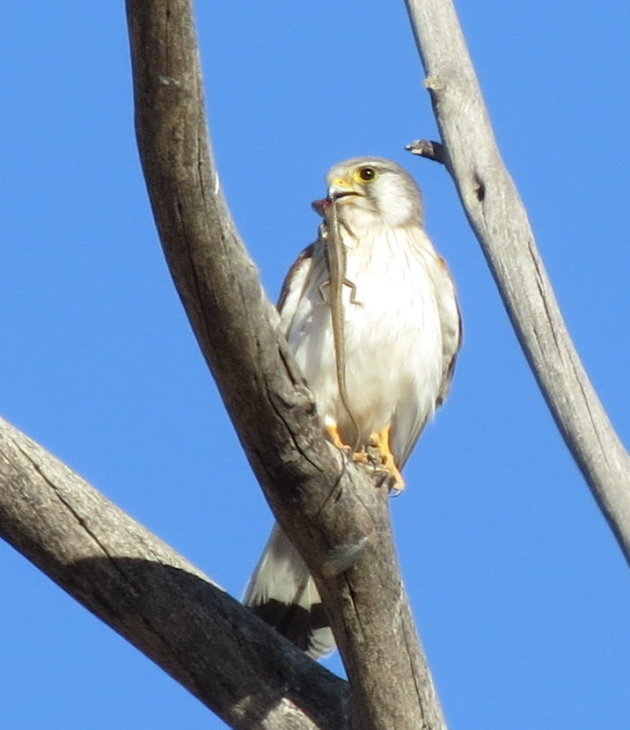 Australische Torenvalk