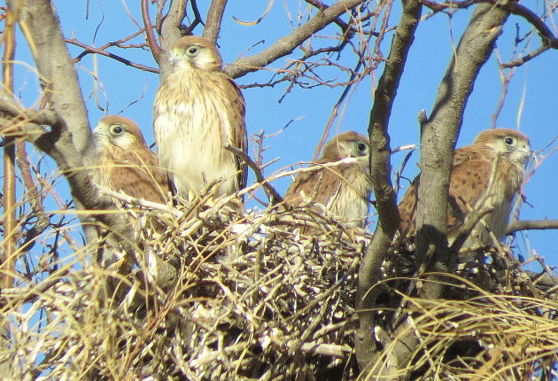 Nankeen kestrel Australische Toren Valk.