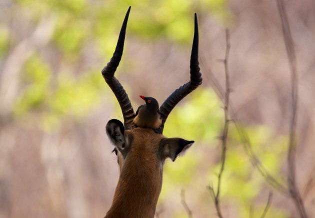 Impala's onderhoud