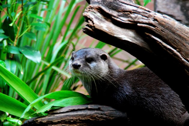 Otter