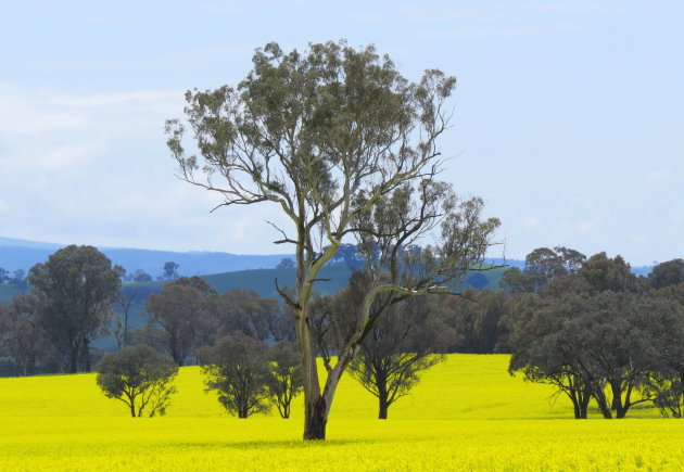 Fields of Canola