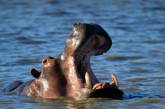 Happende hippo