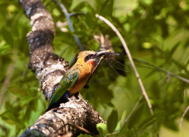 Goede vangst door White fronted Bee-Eater