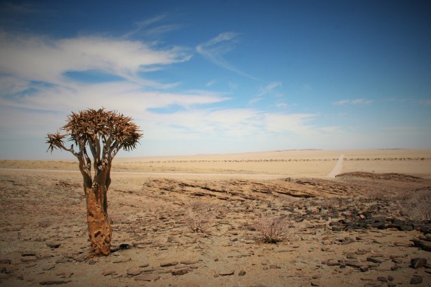 Desolaat landschap