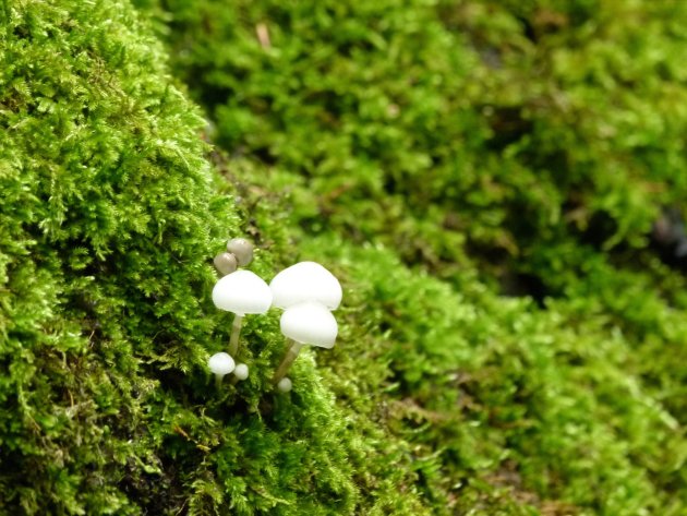 Paddenstoeltjes in Plitvice