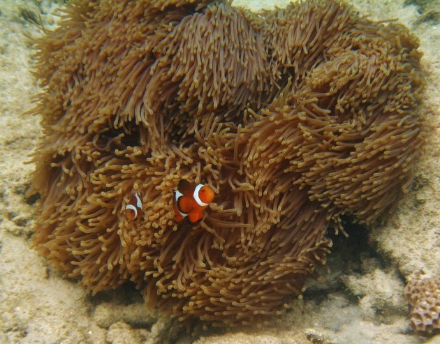 Nemo