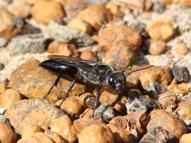 Black Flower Wasp