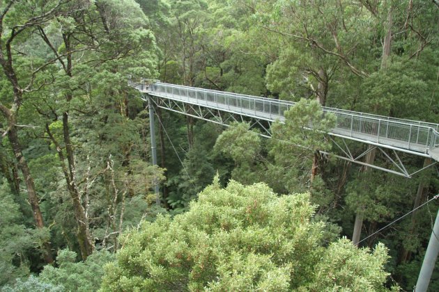 Tree-top Walk Otway