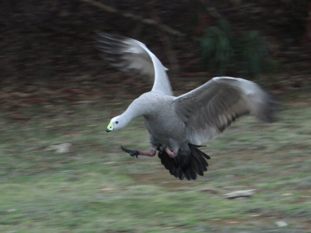 Landing Hoendergans