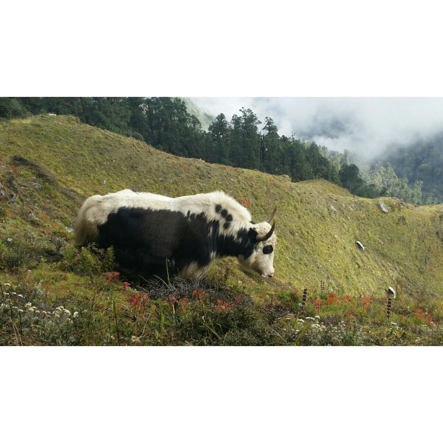 YAK