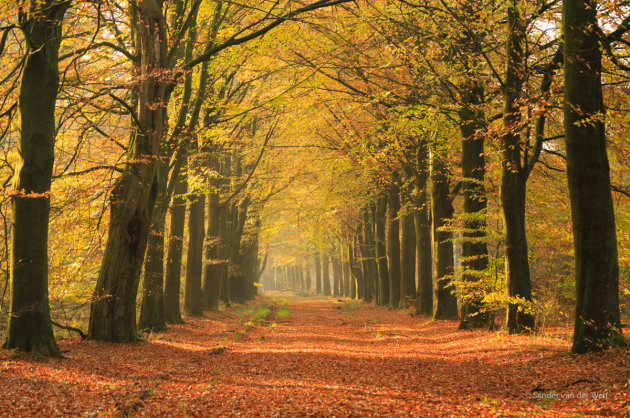 Herfst in een oude laan.