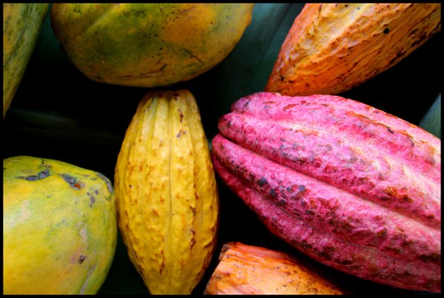 cacao wordt schaarser