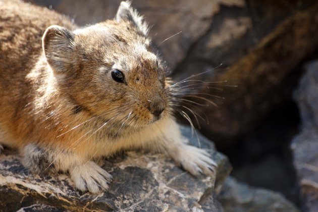 Mongoolse Pika