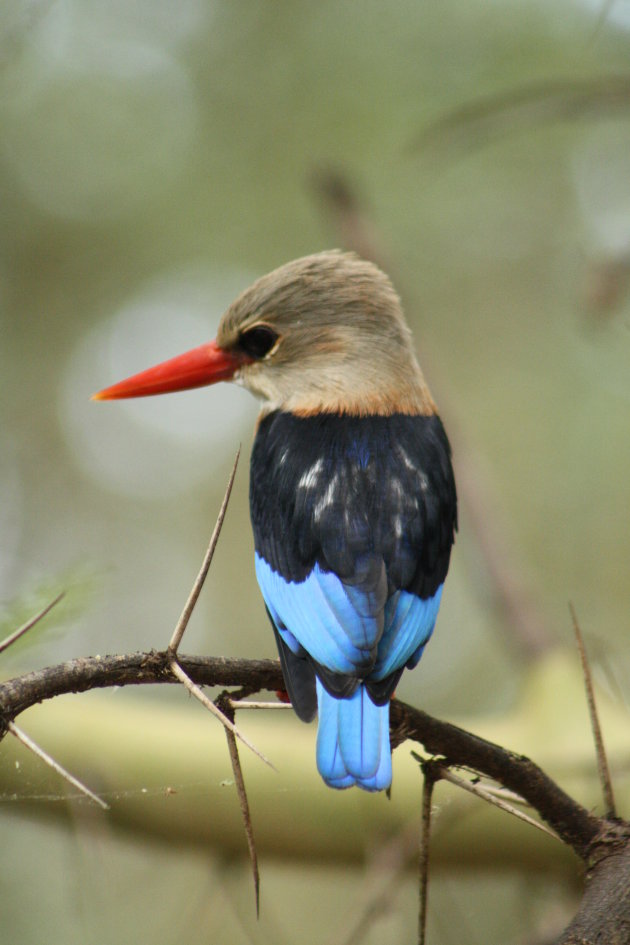 Vogeltjes in Lake Manyara