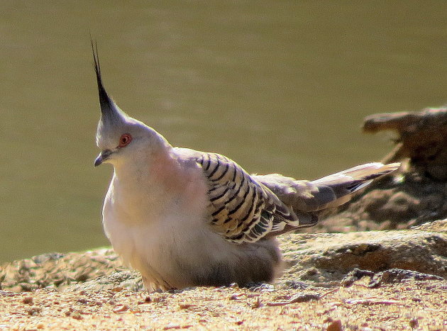  spitskuifduif of Australische kuifduif