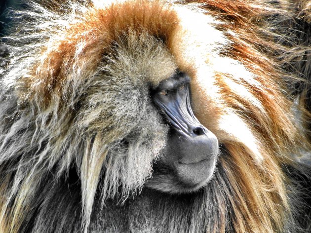 Gelada baviaan