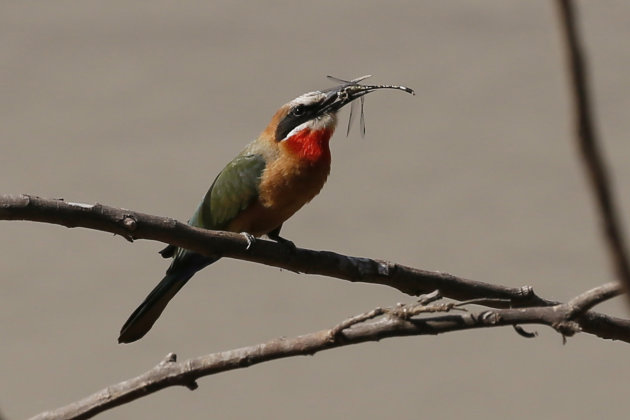 White-fronted Bee Eate