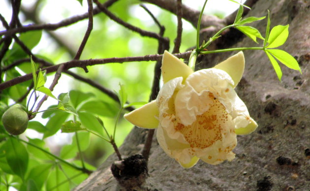 Baobab bloem