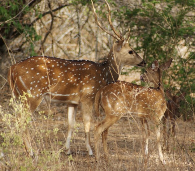 Axis herten Yala np