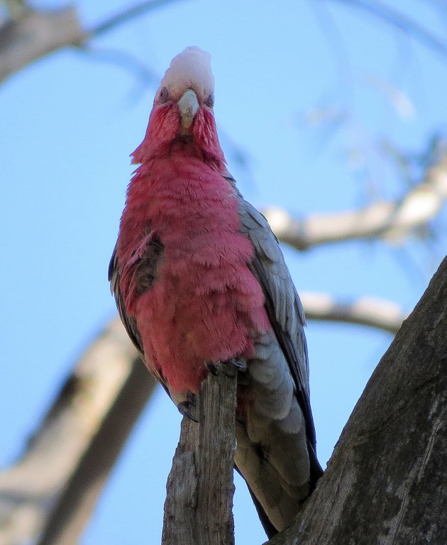 Galah of Eolophus roseicapilla