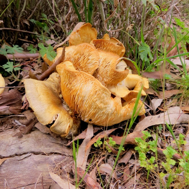 Jack o Latern of het Zuidelijke lantaarnzwam (Omphalotus olearius).