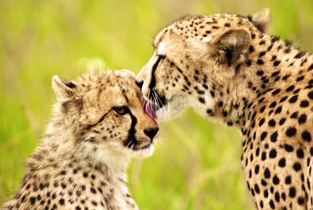Cheetah moeder met kleine