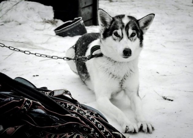 Noorse Husky