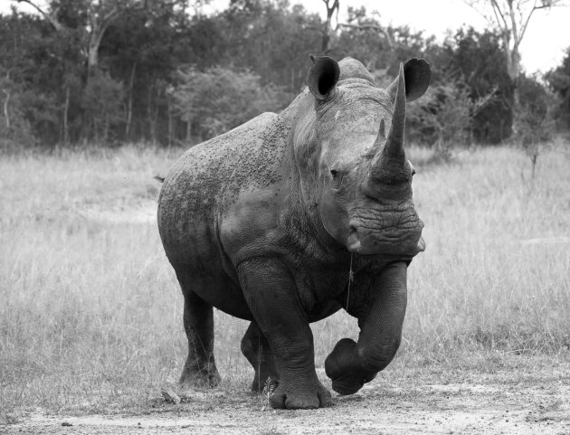 Witte Rhino in Swaziland