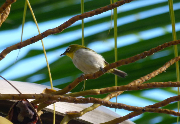 Vogeltje met bril