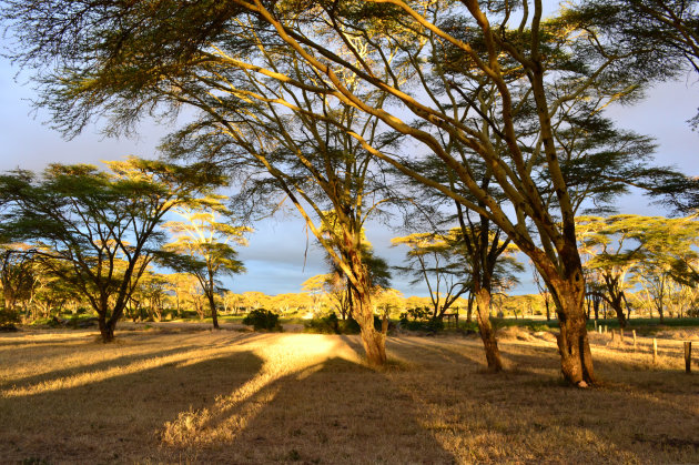 yellow fever trees in Kenia