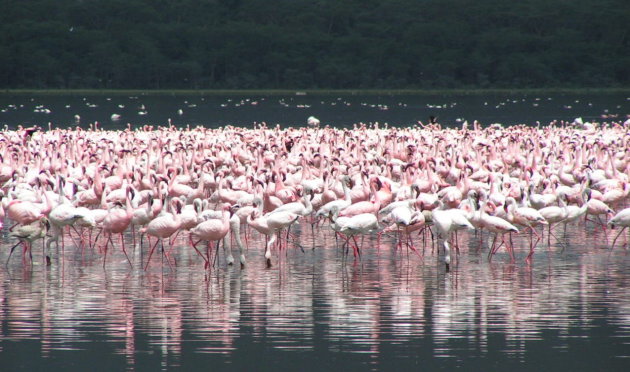 flamingo's