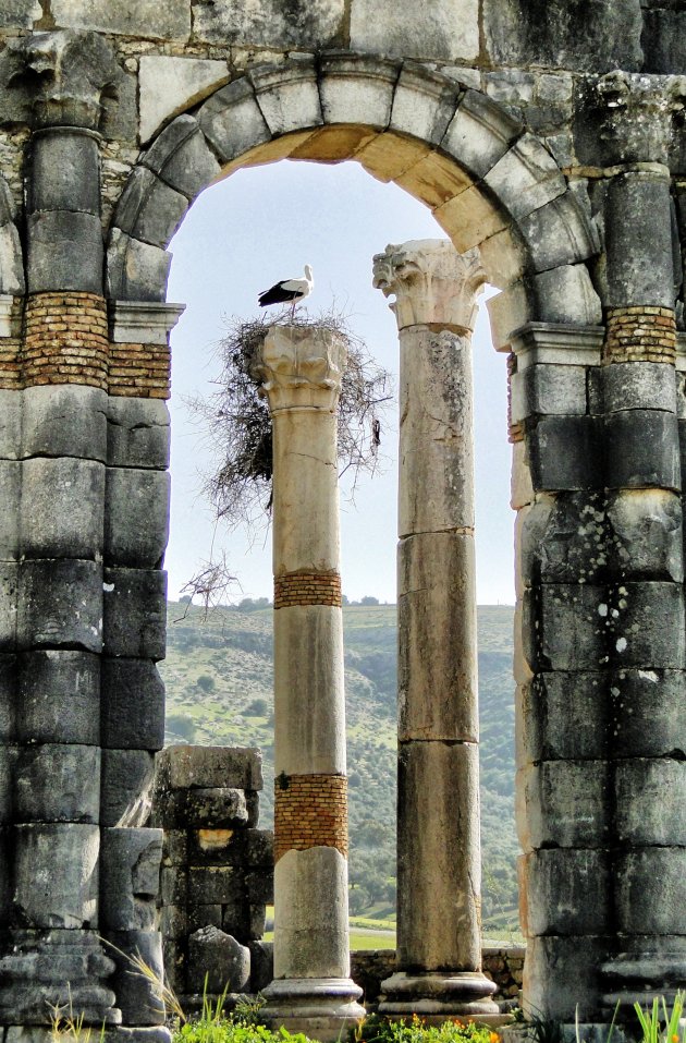 Volubilis