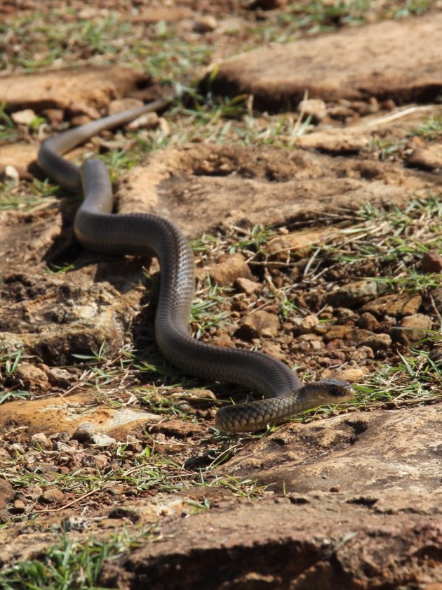 Eastern Brown Snake 