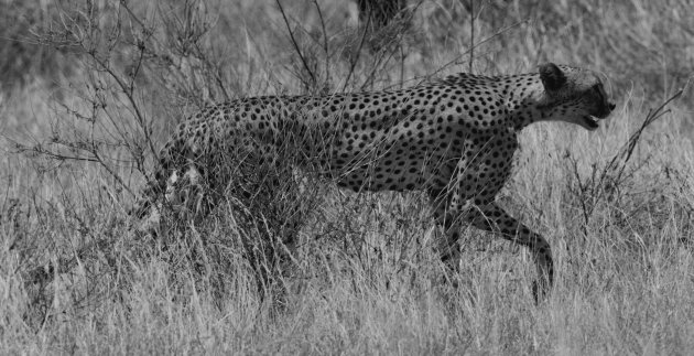  Cheetah