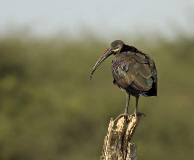 Hadeda Ibis