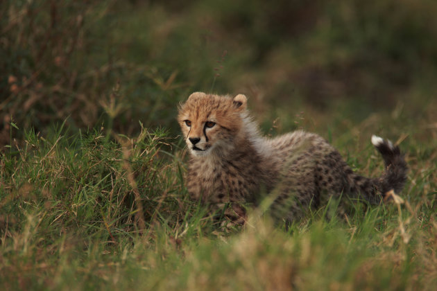 Jonge cheetah II