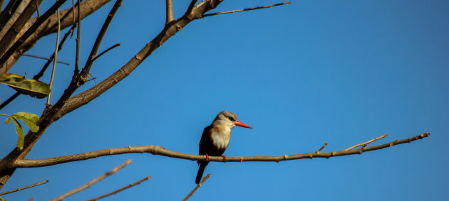 Bruinkop ijsvogel