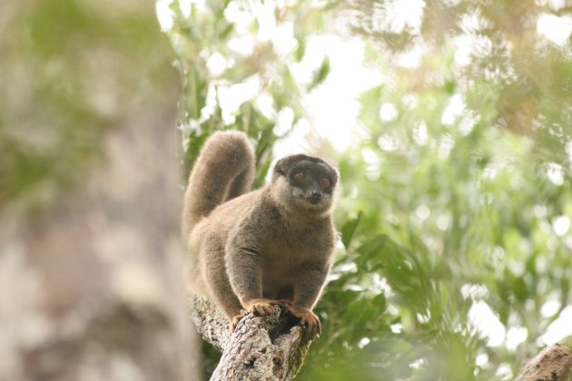 Lemur in Madagaskar