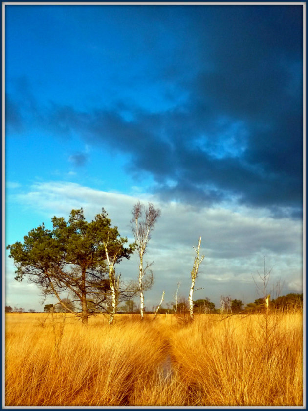 Kalmthoutse Heide