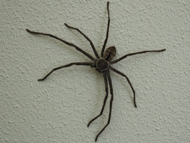 Huntsman Spider