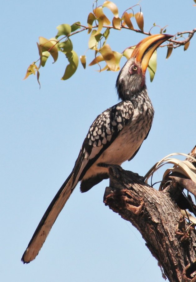 Yellow hornbill