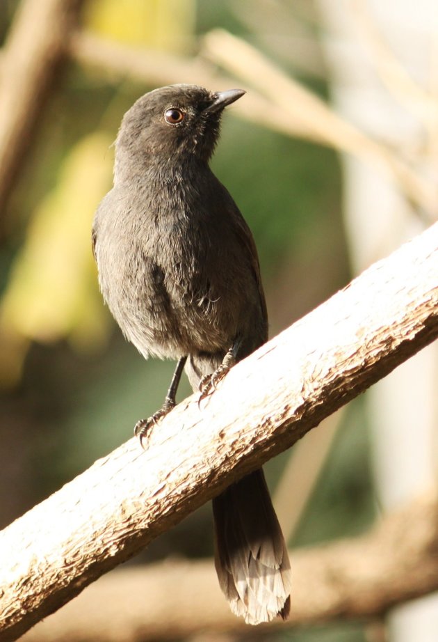 Senegalese Drongo vliegenvanger